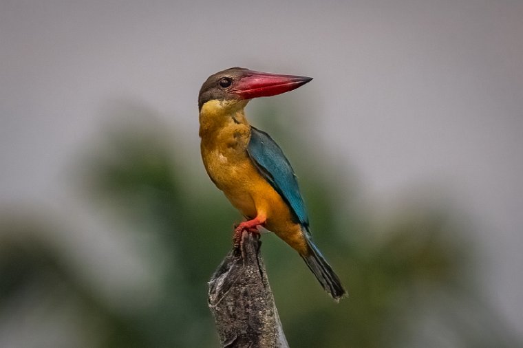 060 Alleppey Backwaters.jpg